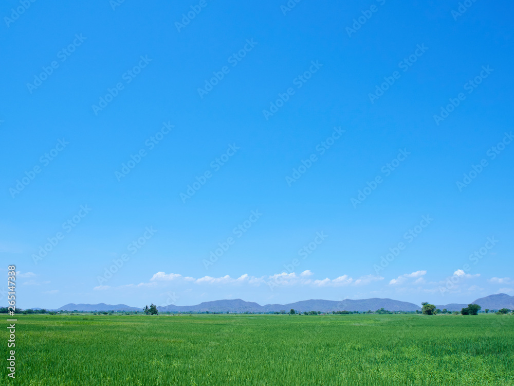 Green field view with sky clouds