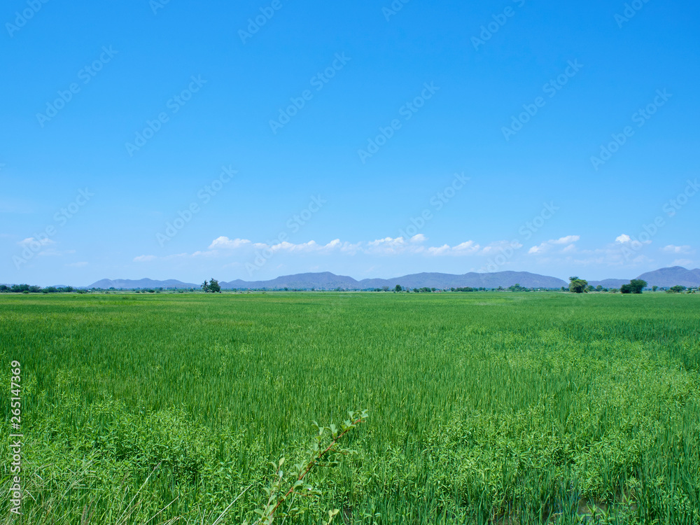 Green field view with sky clouds