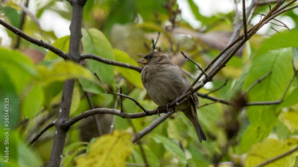 City sparrow sits on a branch, Tomsk, Western Siberia.