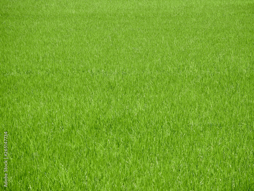 Fototapeta premium Rice field green grass background