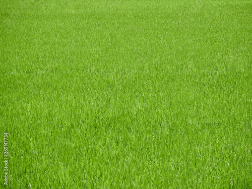 Rice field green grass background