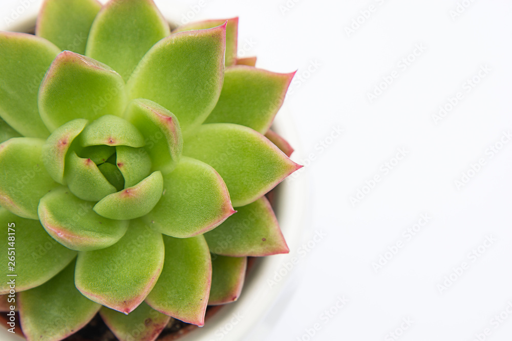 Fototapeta premium Succulent plant, Echeveria Succulent Flower Plant in pot, white background indoor decorative flower pot. Copy space.
