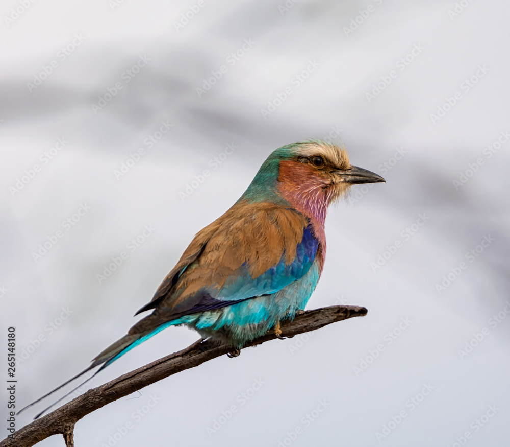 Obraz premium Lilac-breasted Roller