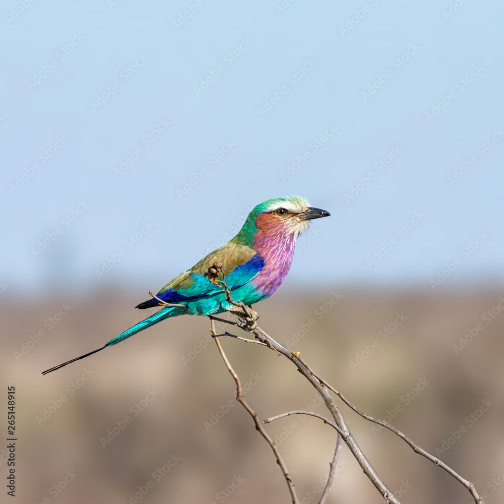 Lilac-breasted Roller