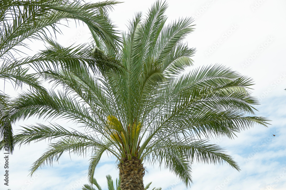 Phoenix palm tree crown with lush leaves on cloudy overcast weather Phoenix palm tree crown with lush leaves on cloudy overcast weather