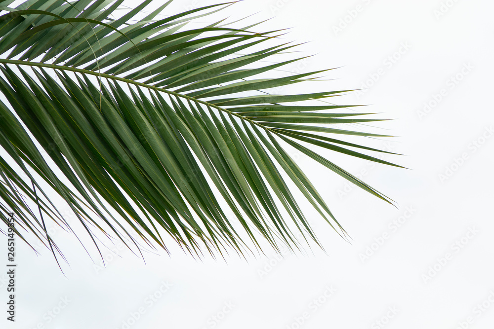 Fototapeta premium Green leaf of palm tree isolated on white background. Top view from a corner to center copy space