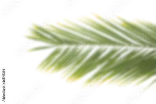 Blurred background palm leaf on a white. Flat lay for texture or banner