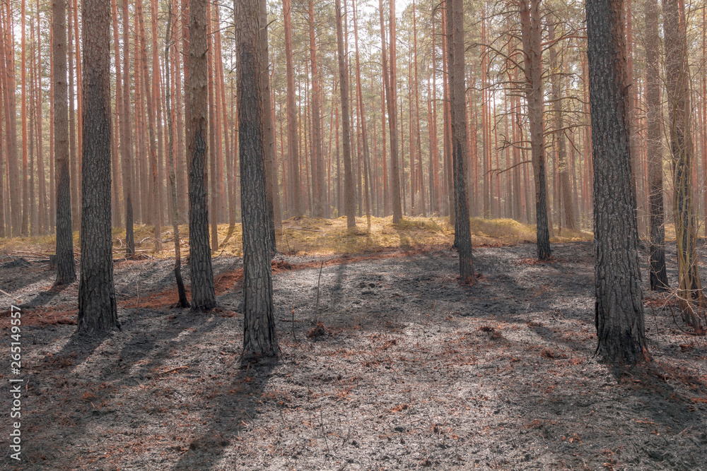 Pine tree forest after wildfire in spring Pine tree forest after wildfire in spring