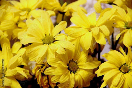 The flowers yellow chamomile. Gentles yellow chamomiles. bouquet of delicate yellow daisies  close-up