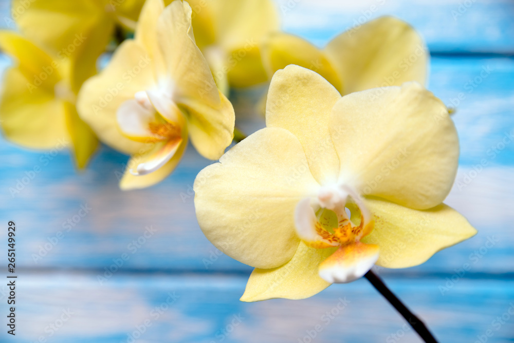 A branch of yellow orchids on a blue wooden background A branch of yellow orchids on a blue wooden background