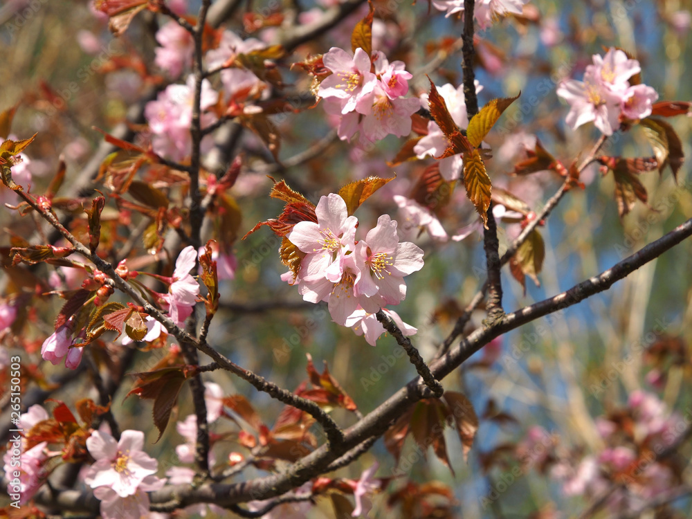 The bloom of cherry Blossoms in Helsinki, Finland The bloom of cherry Blossoms in Helsinki, Finland