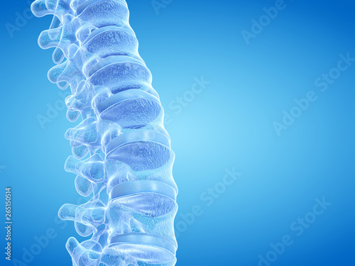 3d rendered medically accurate illustration of the human spine photo