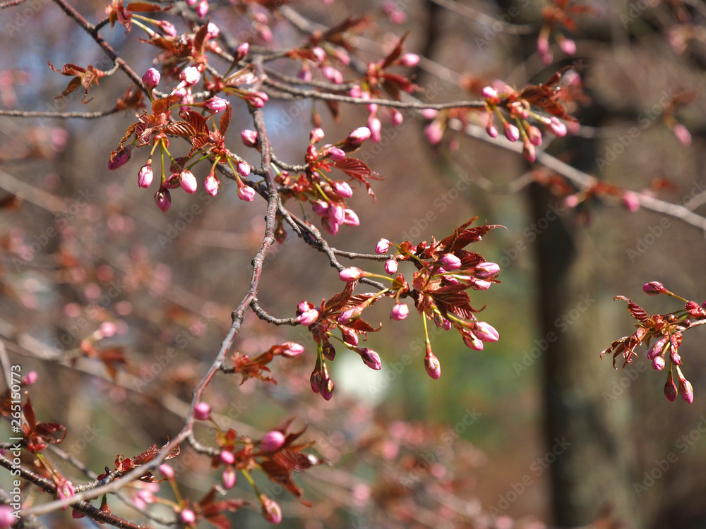 The bloom of cherry Blossoms in Helsinki, Finland The bloom of cherry Blossoms in Helsinki, Finland