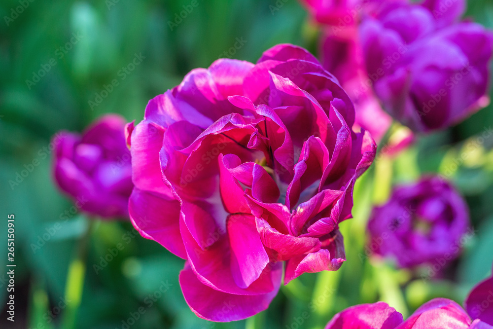 Fototapeta premium Picturesque Purple lilac violet tulips fresh flowers at a blurry soft focus background close up bokeh
