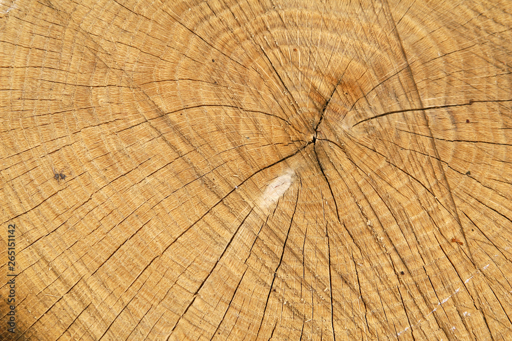 Fototapeta premium Background of annual circles of chopped wood. Picture suitable for texture for your design
