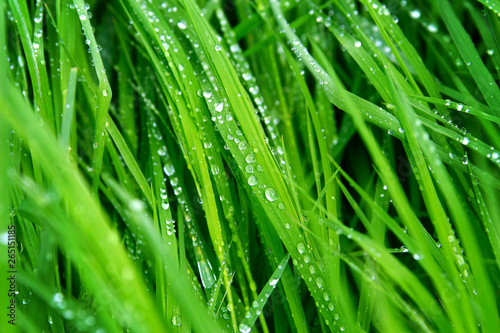 A macro shot of green grass covered with dew drops in the spring. Green sunny meadow with fresh wet grass.