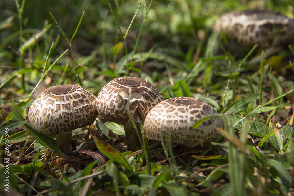 Cogumelos que nasceram no meio do gramado em um parque no Brasil Cogumelos que nasceram no meio do gramado em um parque no Brasil
