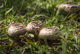 Cogumelos que nasceram no meio do gramado em um parque  no Brasil