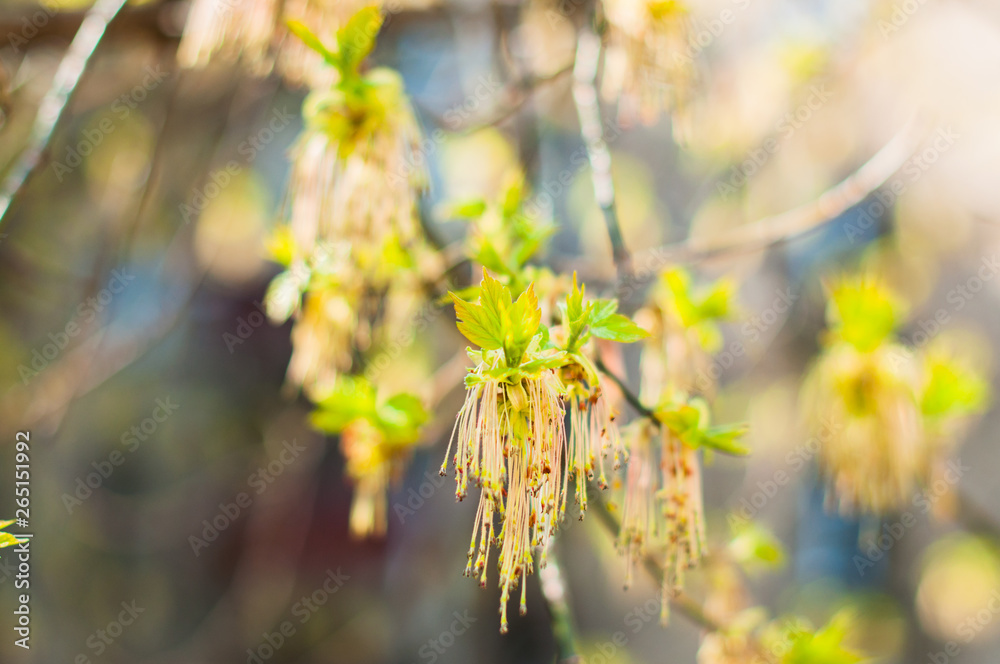 A blooming american marple in the early spring in the sunny day A blooming american marple in the early spring in the sunny day