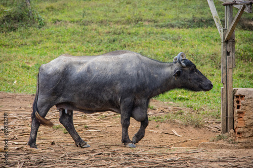 Bufalos pastando em uma propriedade rural, Brasil