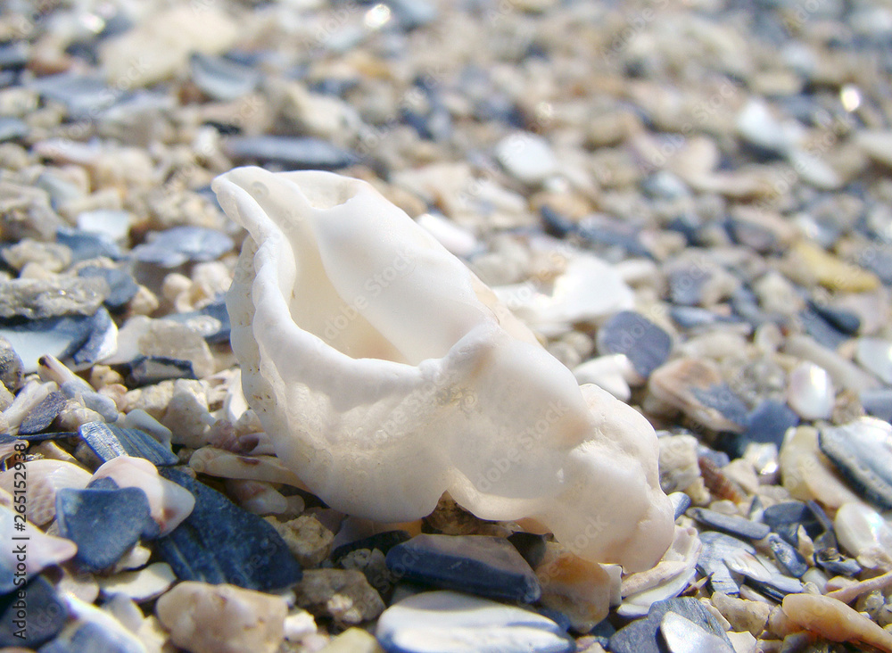 Coquillage Coquillage