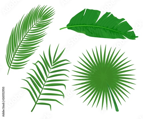 Vector set of cartoon illustration of palm tree leaves. Tropical plant icon isolated on white background for web  print  decoration  design  sale  party  summer poster  design.