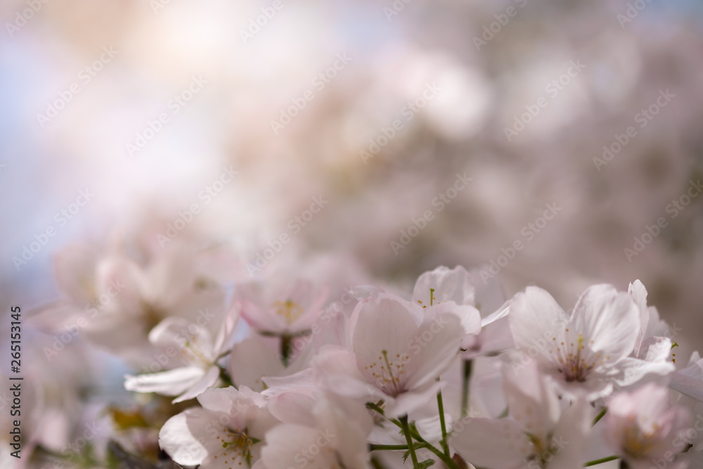 Closeup beautiful cherry blossom or Sakura flower on nature background.-Image. Closeup beautiful cherry blossom or Sakura flower on nature background.-Image.