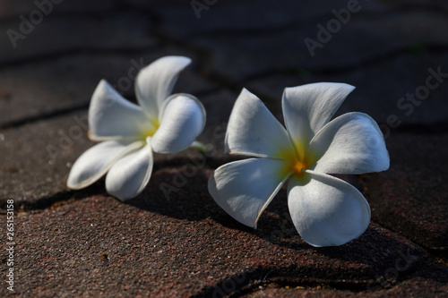 Plumeria flower fall down and weathered on the rough street floor.