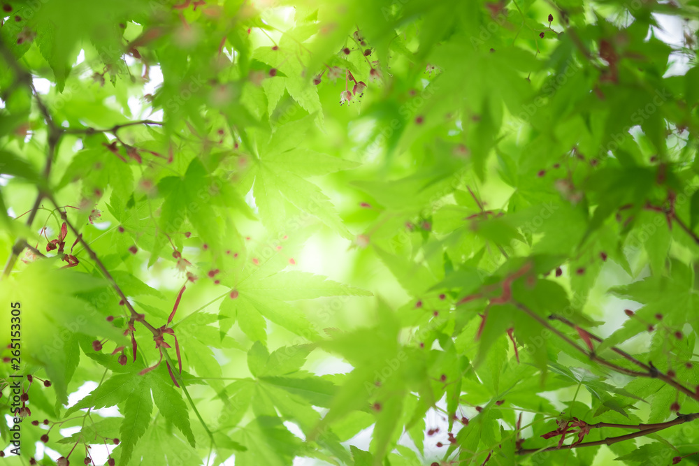Close up beautiful view of nature little maple green leaves on blurred greenery tree background with sunlight in public garden park. It is landscape ecology and copy space for wallpaper and backdrop. Close up beautiful view of nature little maple green leaves on blurred greenery tree background with sunlight in public garden park. It is landscape ecology and copy space for wallpaper and backdrop.