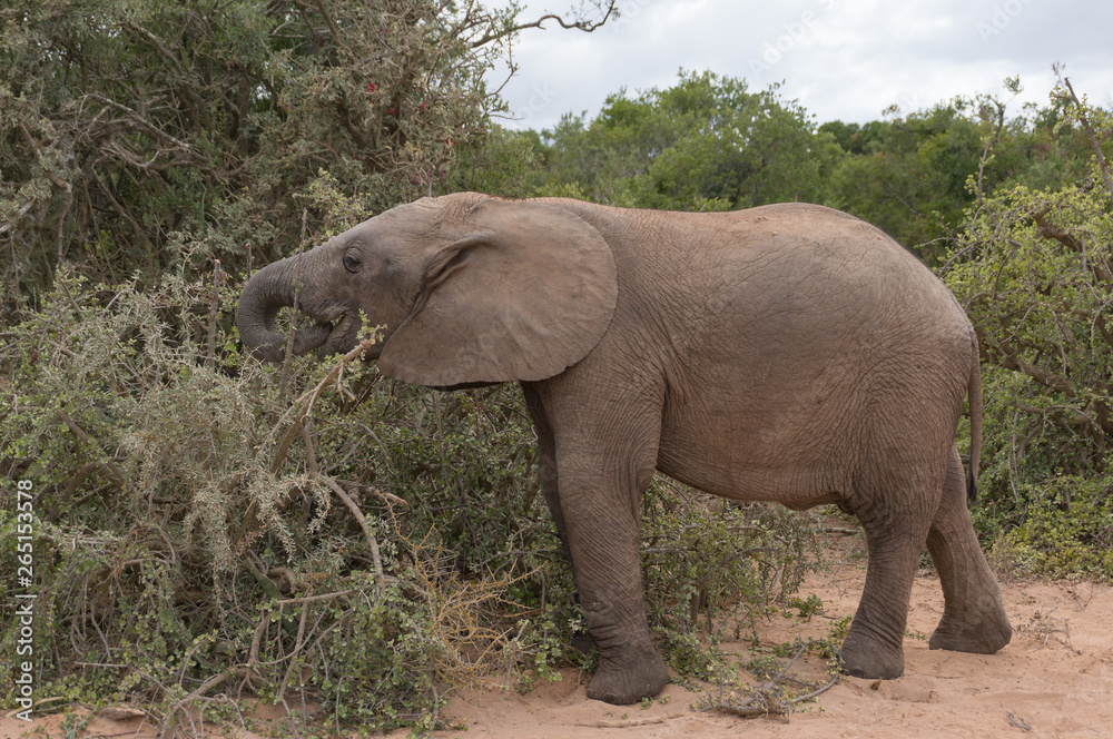 Baby African elephant eating the bush in Africa