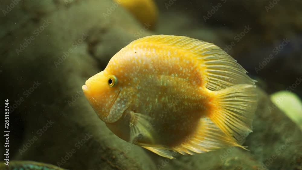 Beautiful Colorful Fish in an Aquarium Beautiful Colorful Fish in an Aquarium