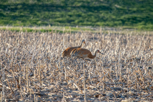 Sandhill Cranes in field