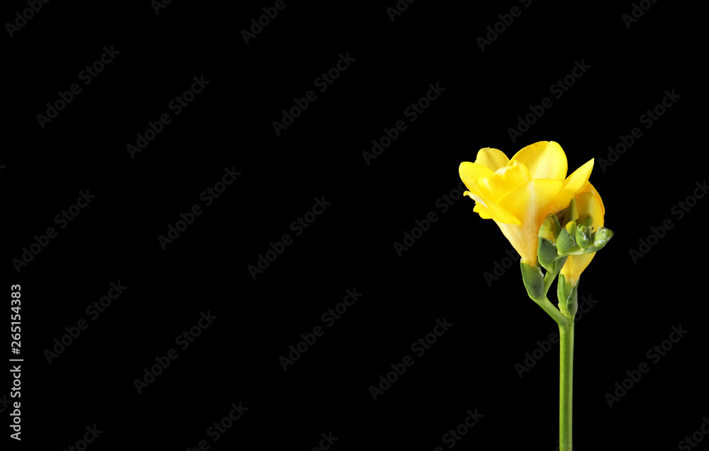 Beautiful freesia with fragrant flowers on black background. Space for text Beautiful freesia with fragrant flowers on black background. Space for text