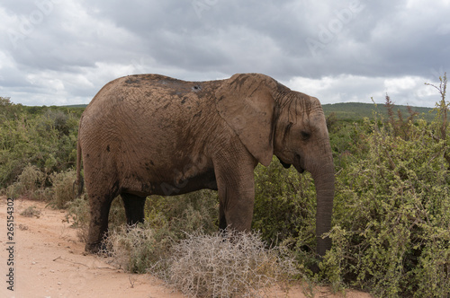 African elephant in the bush. Wildlife nature background