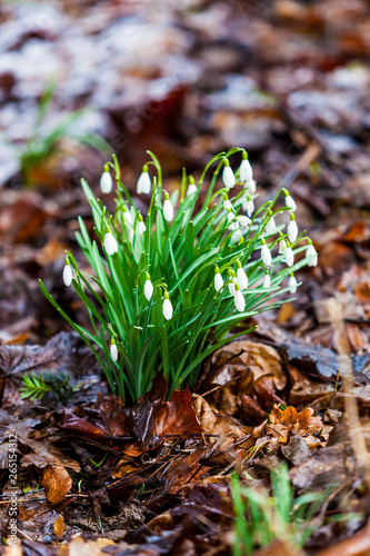 The first spring flowers white snowdrops in the forest