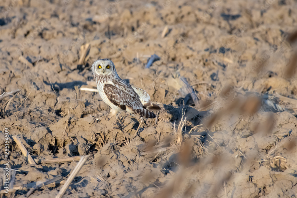 Short-eared Owl Short-eared Owl