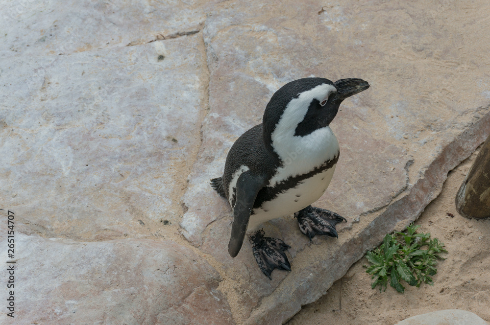 Naklejka premium Cute little African penguin standing at a rock