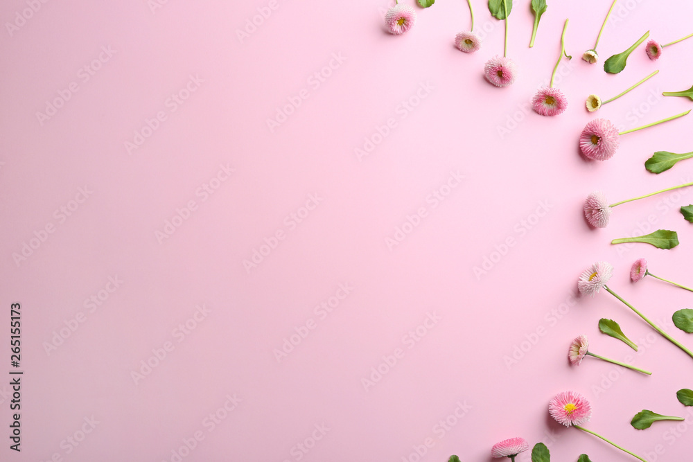Flat lay composition with blooming daisies and space for text on color background. Spring flowers Flat lay composition with blooming daisies and space for text on color background. Spring flowers