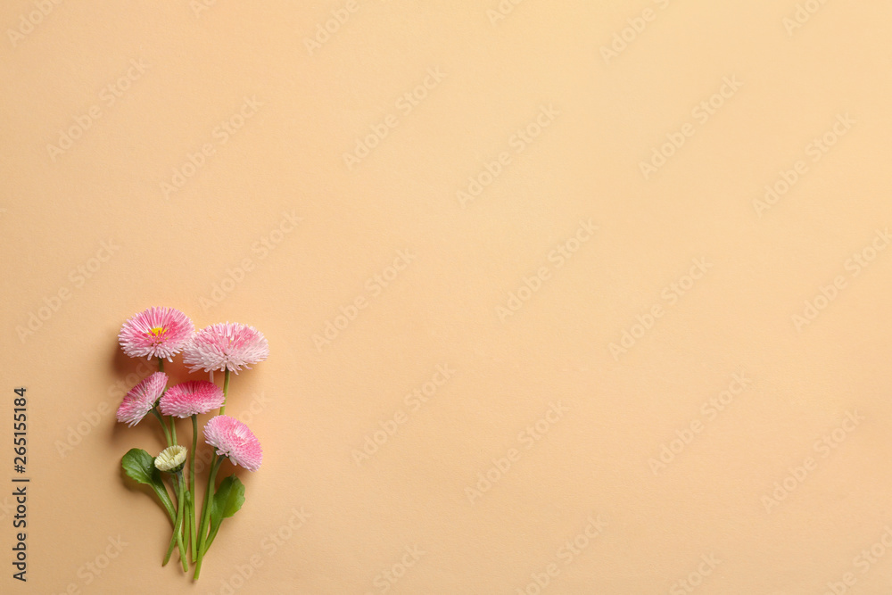 Flat lay composition with spring daisy flowers and space for text on color background