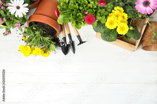 Fototapeta Naklejka Na Ścianę i Meble -  Composition with gardening equipment and flowers on wooden table, top view