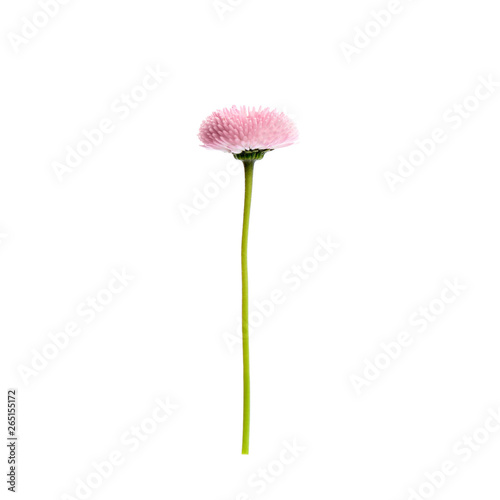 Beautiful spring daisy flower isolated on white