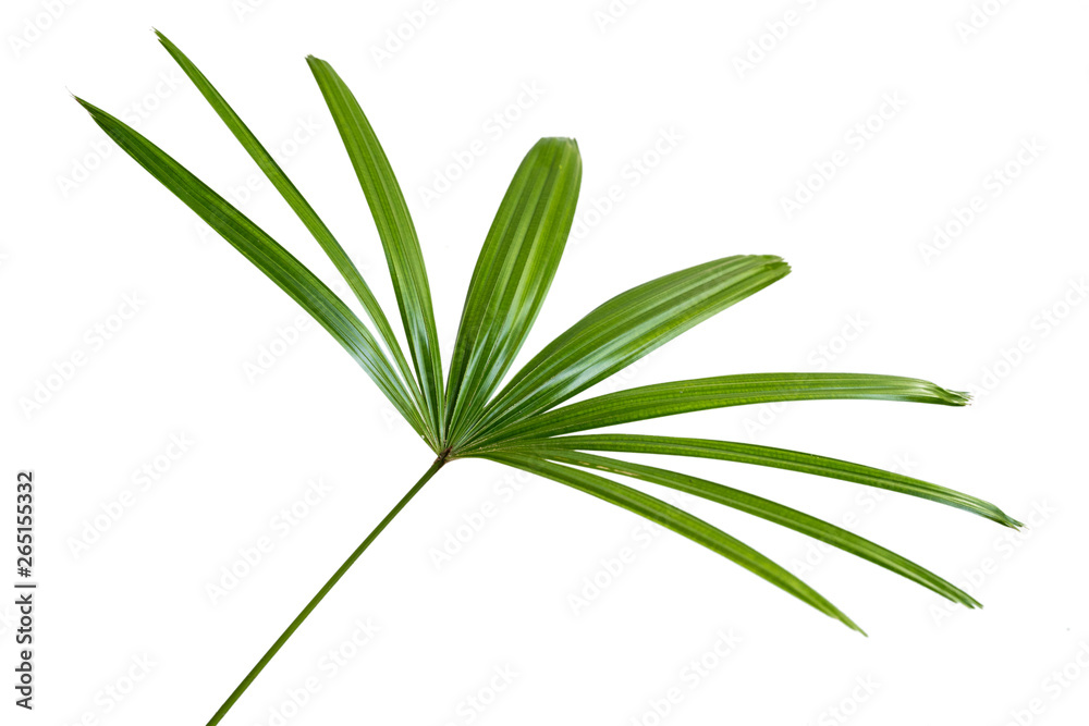 View side of leaf stem of Raphis excelsa with a white background View side of leaf stem of Raphis excelsa with a white background