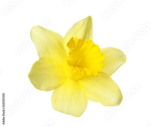 Beautiful daffodil on white background. Fresh spring flower