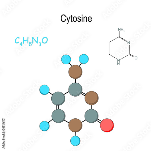 cytosine. Chemical structural formula and model of molecule. C4H5N3O. photo