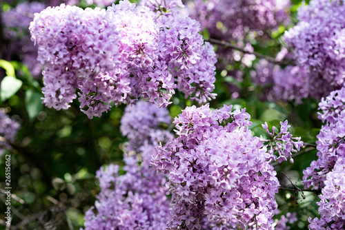 Purple lilac flowers blossoming spring garden