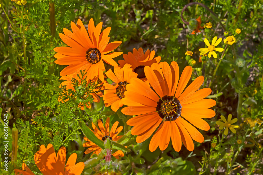 Orange daisy wildflowers in South Africa Orange daisy wildflowers in South Africa