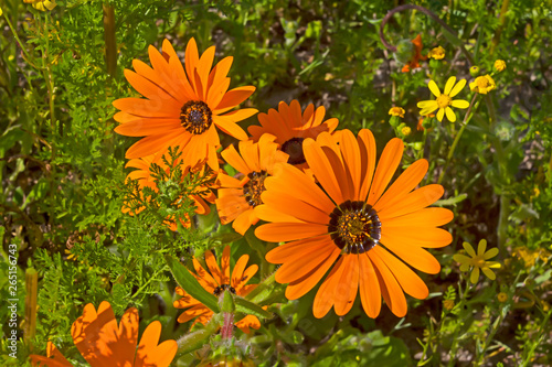 Orange daisy wildflowers in South Africa