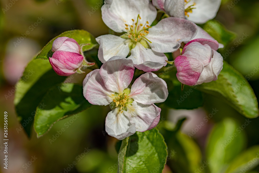 Obraz premium Apfelblüte