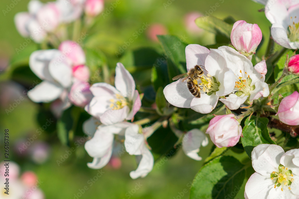 Fototapeta premium Honey bee pollinating apple blossom. The Apple tree blooms. Spring flowers