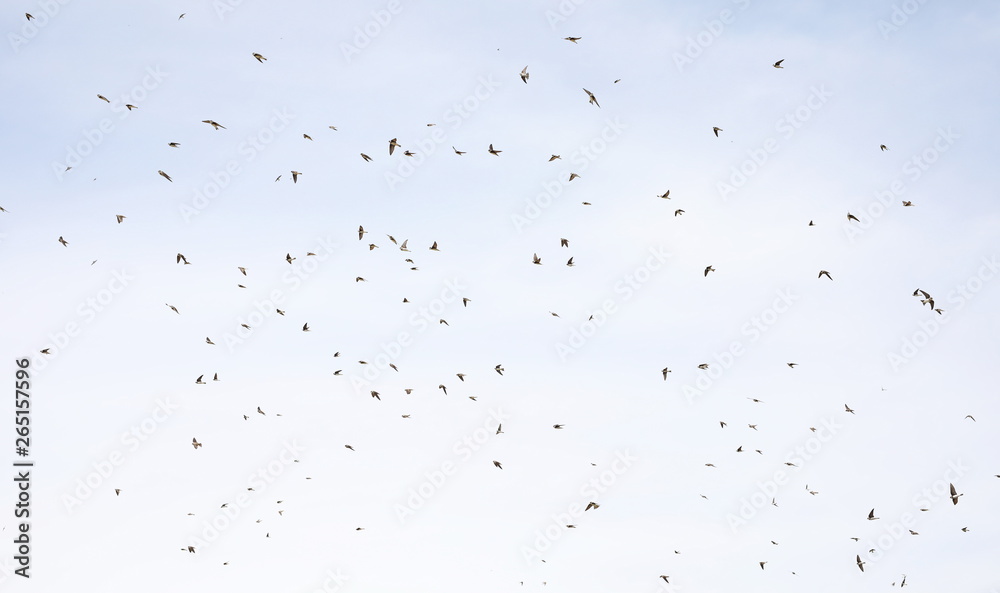 Flock of birds swallows Sand Martin  